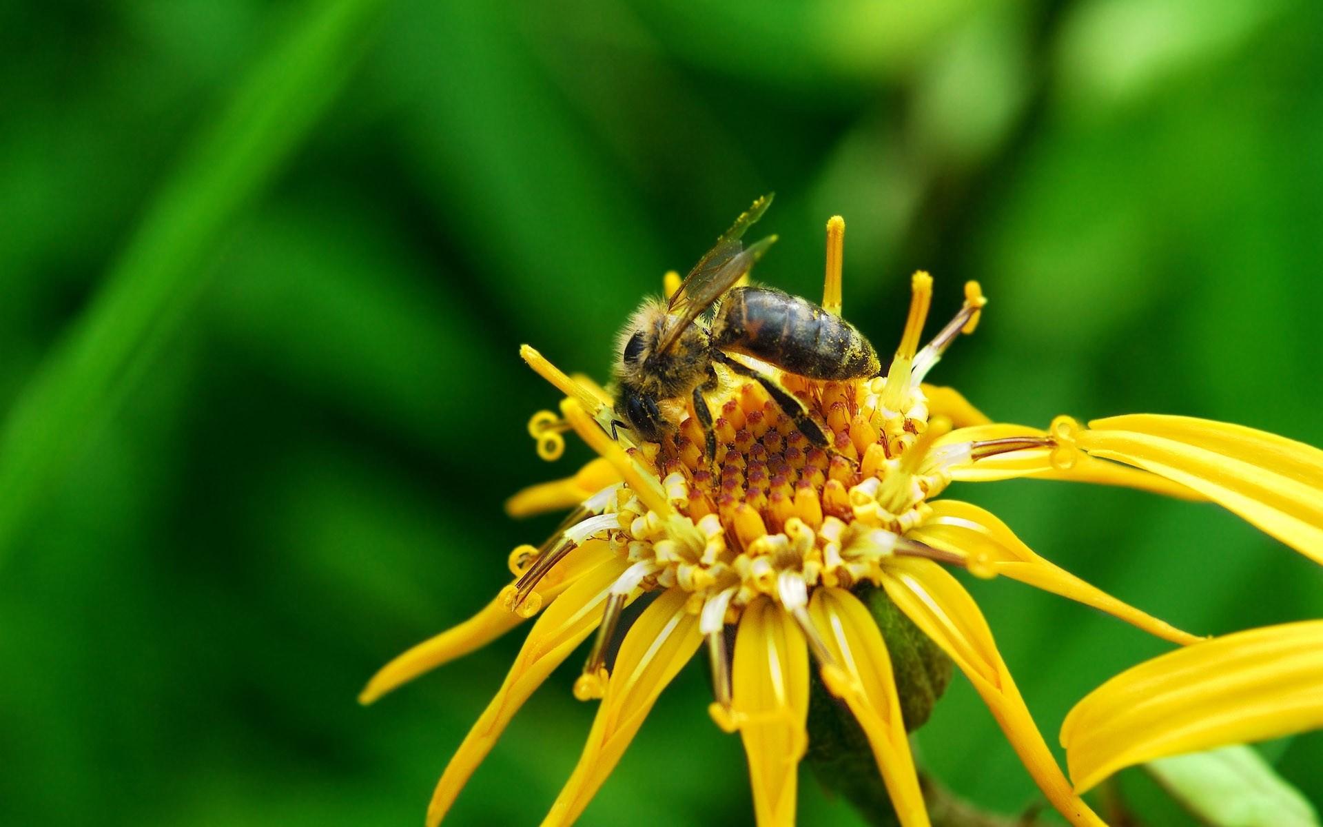 高清蜜蜂采蜜时拍摄的图片大全1