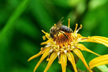 高清蜜蜂采蜜时拍摄的图片大全