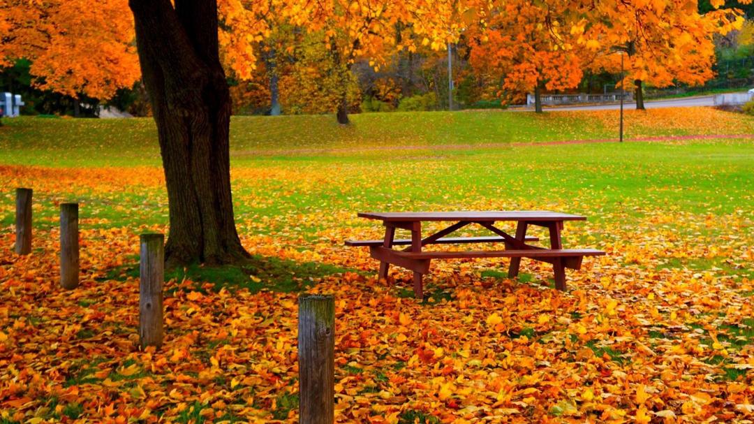 秋天落叶图片高清风景桌面壁纸