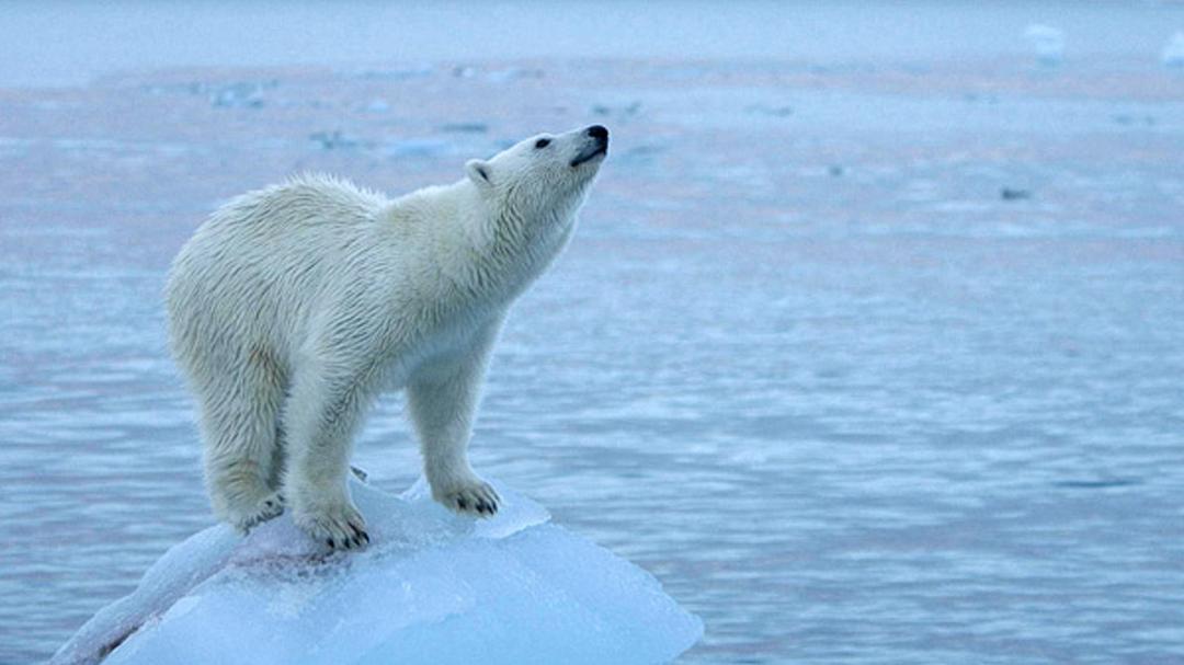 浮冰上的北极熊高清图片