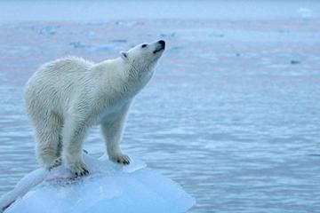 浮冰上的北极熊高清图片