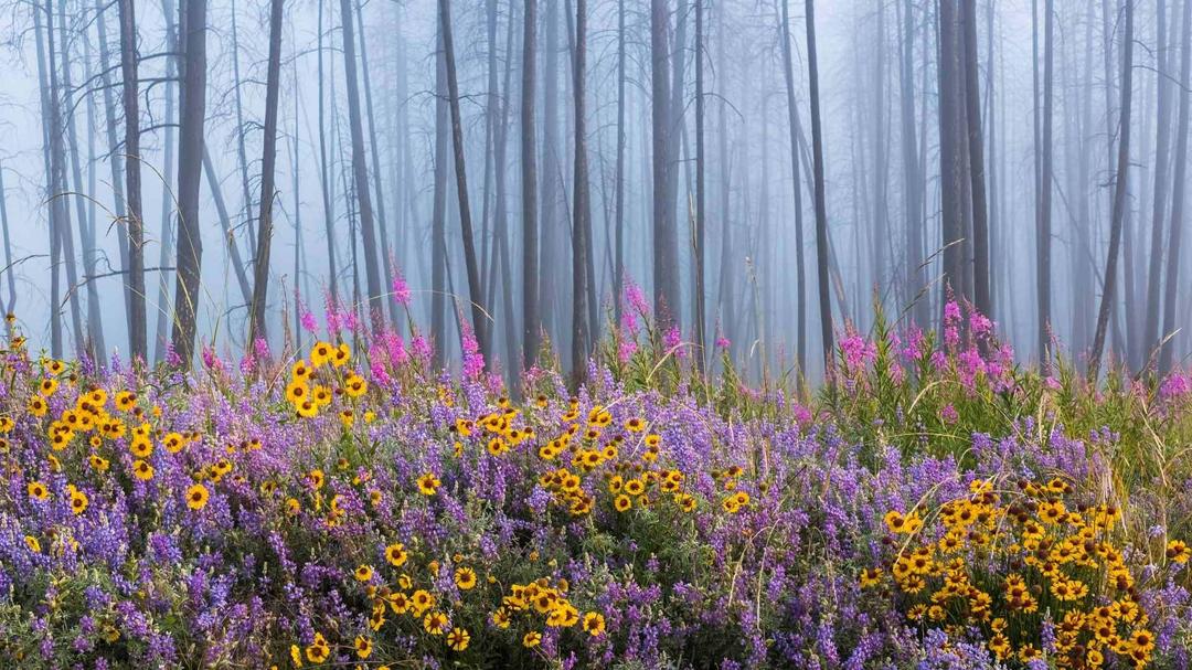 被大火摧残过的森林，重新长满遍地的鲜花唯美景色图片壁纸图片