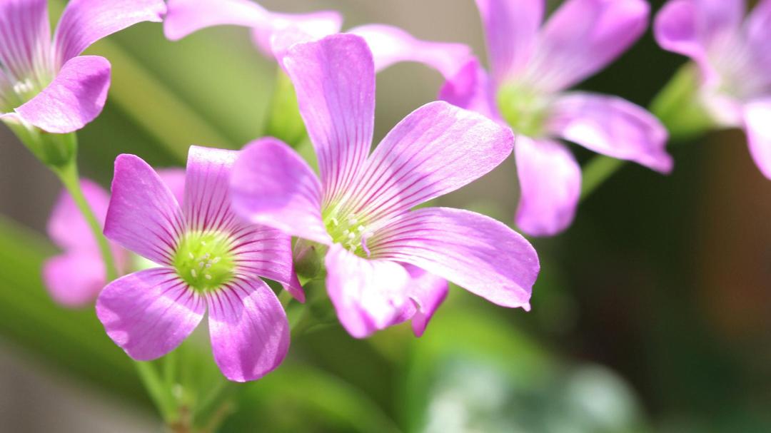 紫色的花，花瓣，植物，高清紫色花卉壁纸