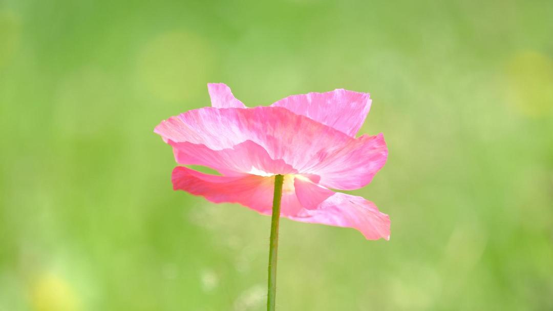 精美粉红色罂粟花图片壁纸