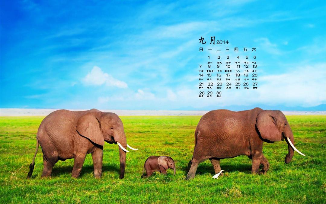野生动物2014年9月日历桌面壁纸