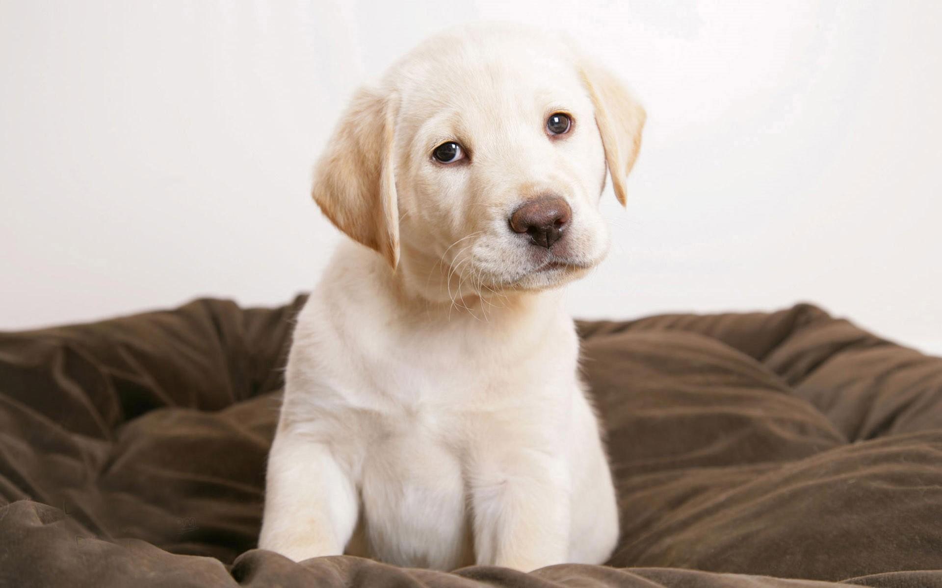 拉布拉多幼犬可爱桌面壁纸图片高清下载9