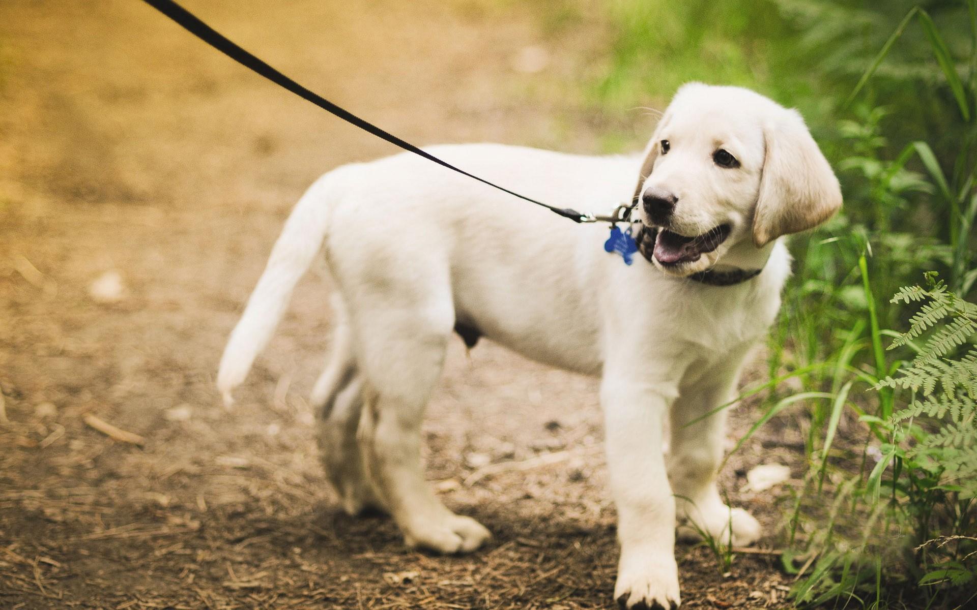 拉布拉多幼犬可爱桌面壁纸图片高清下载7