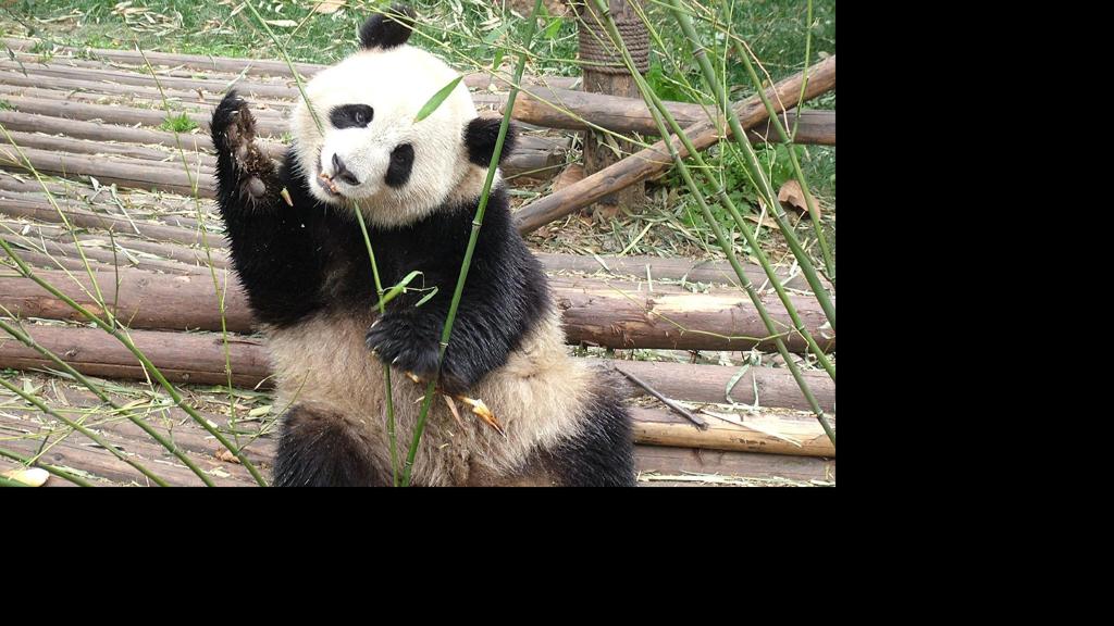 可爱的大熊猫图片国宝壁纸