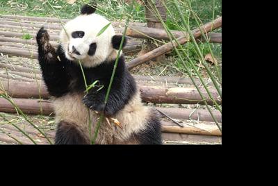 可爱的大熊猫图片国宝壁纸