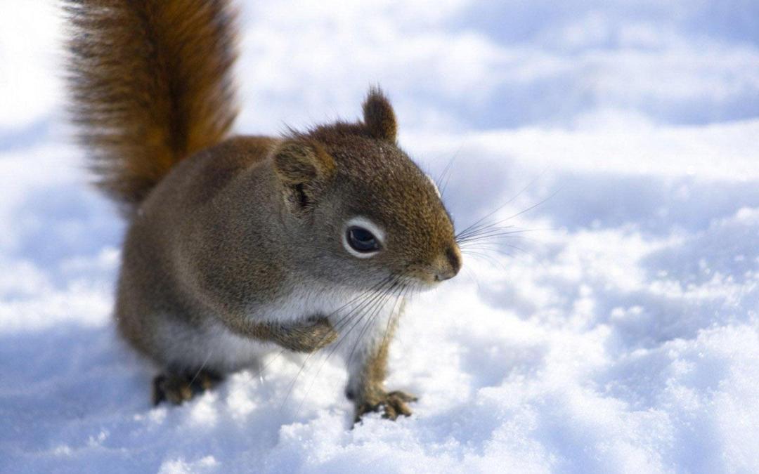 雪地里的可爱小松鼠图片