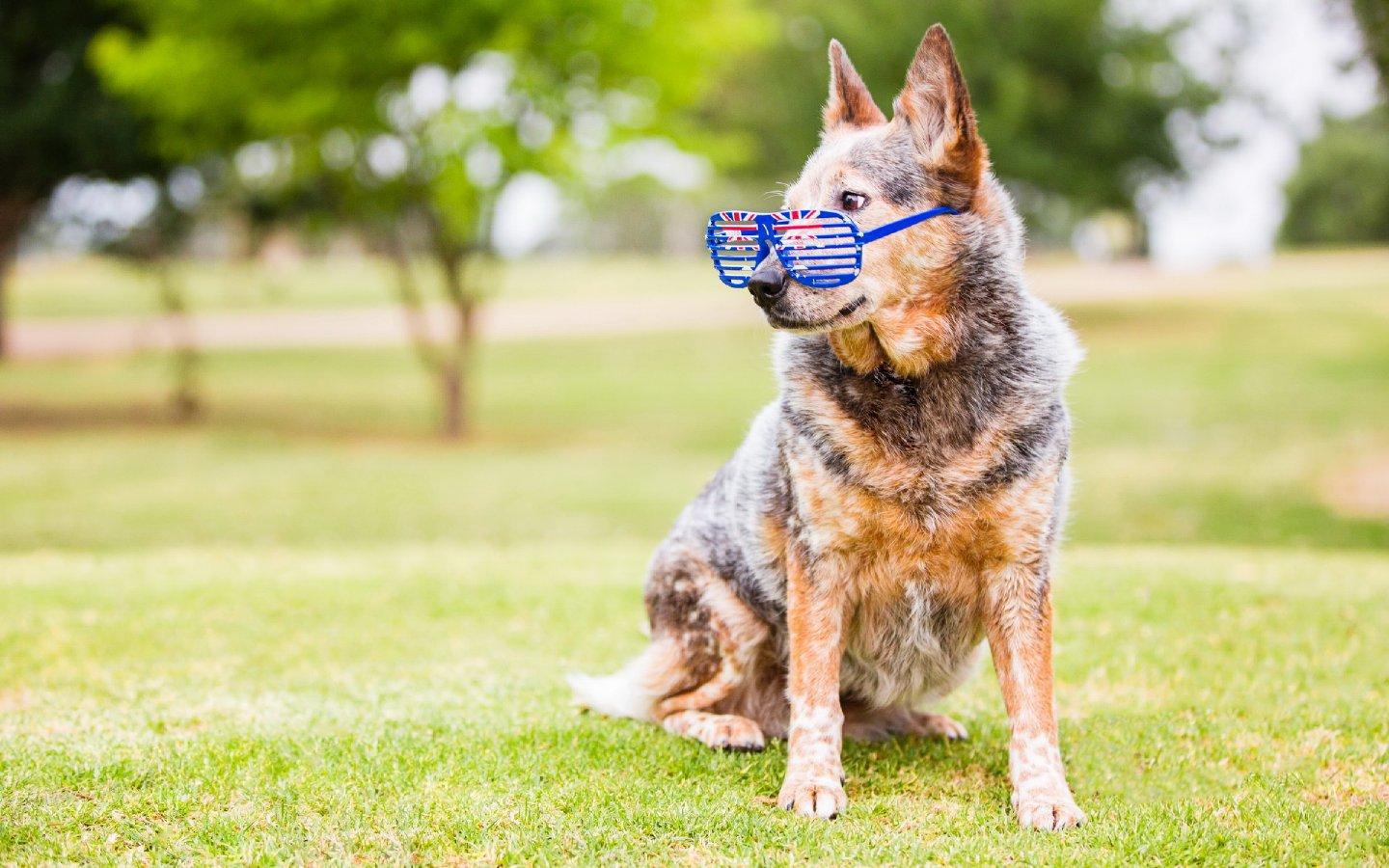 澳洲牧牛犬可爱狗狗1440x900高清壁纸7