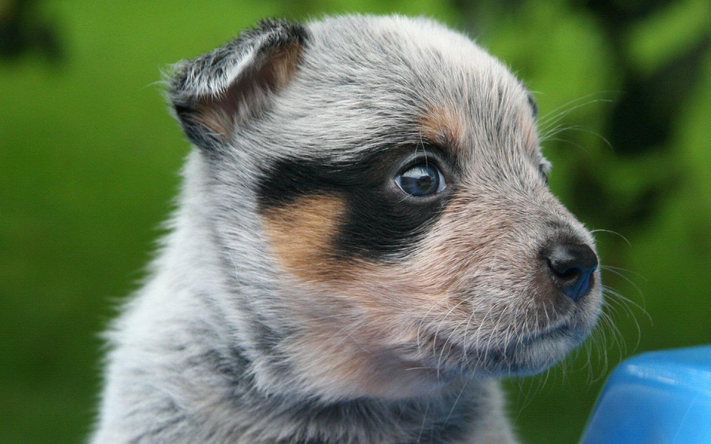 澳洲牧牛犬可爱狗狗1440x900高清壁纸1