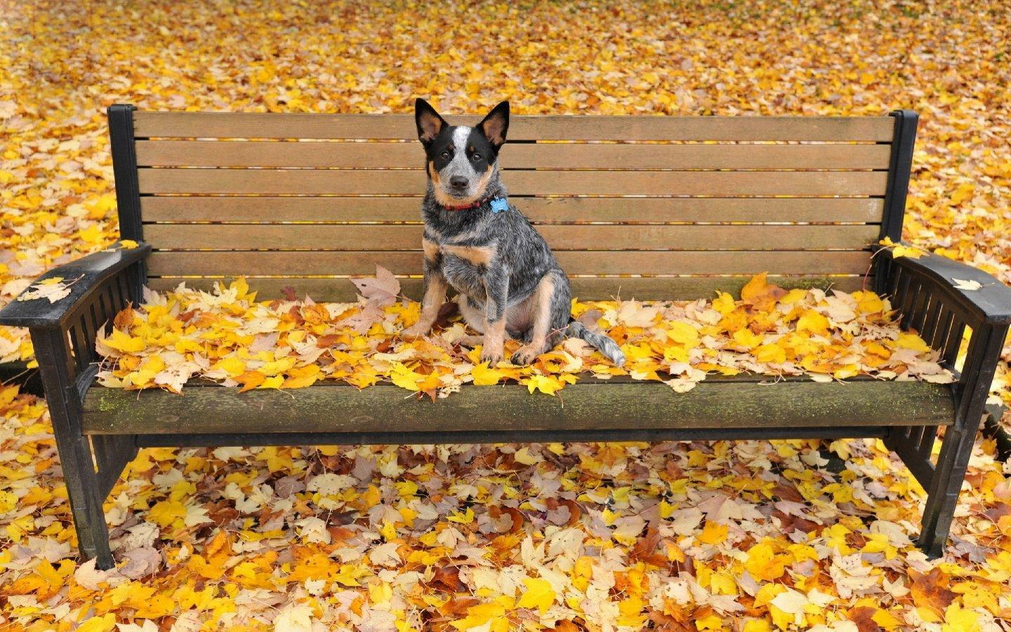 澳洲牧牛犬可爱狗狗1440x900高清壁纸5