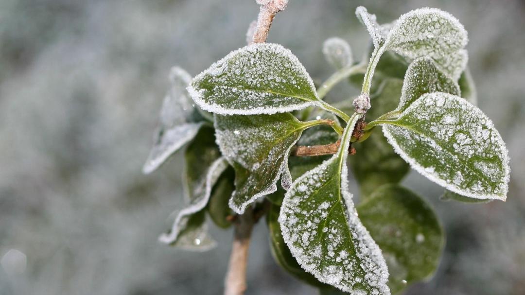 冬季霜后植物写真摄影壁纸图片