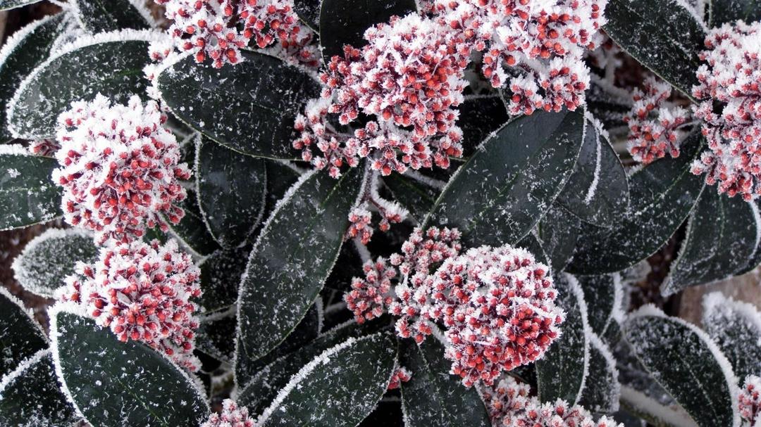 冬季霜后植物写真摄影壁纸图片