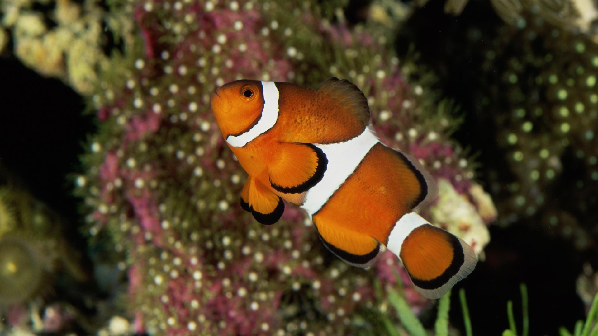 千奇百怪的海底世界生物桌面图片大全1