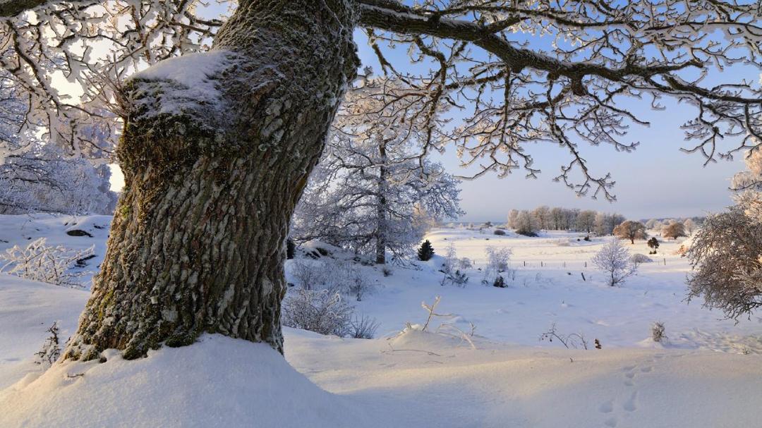 瑞典美丽的冬天风景壁纸桌面