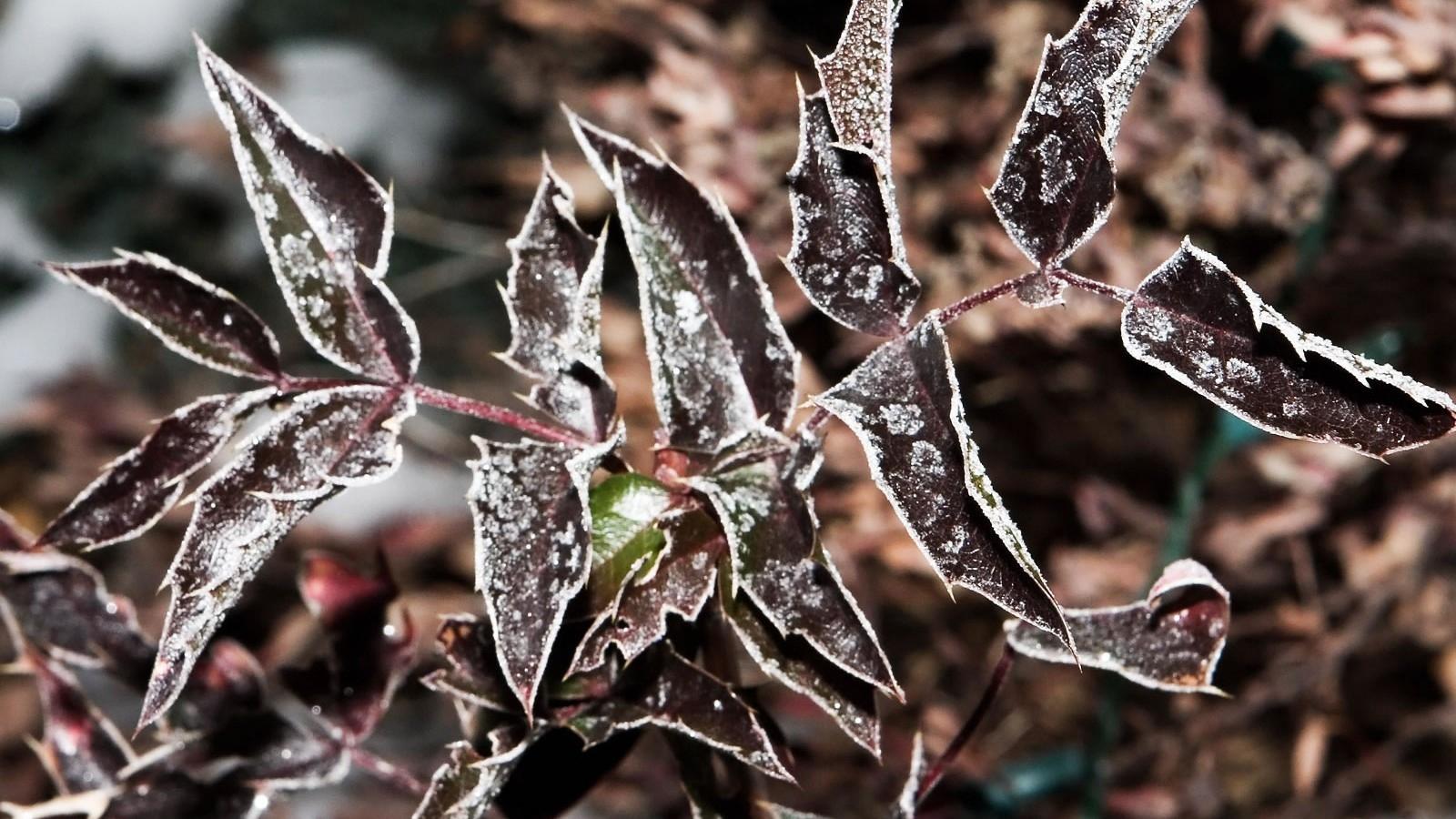 冬季霜后植物写真摄影壁纸图片3