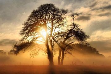 高清晨雾阳光大树唯美风景壁纸