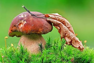 草丛中漂亮的野生蘑菇高清壁纸