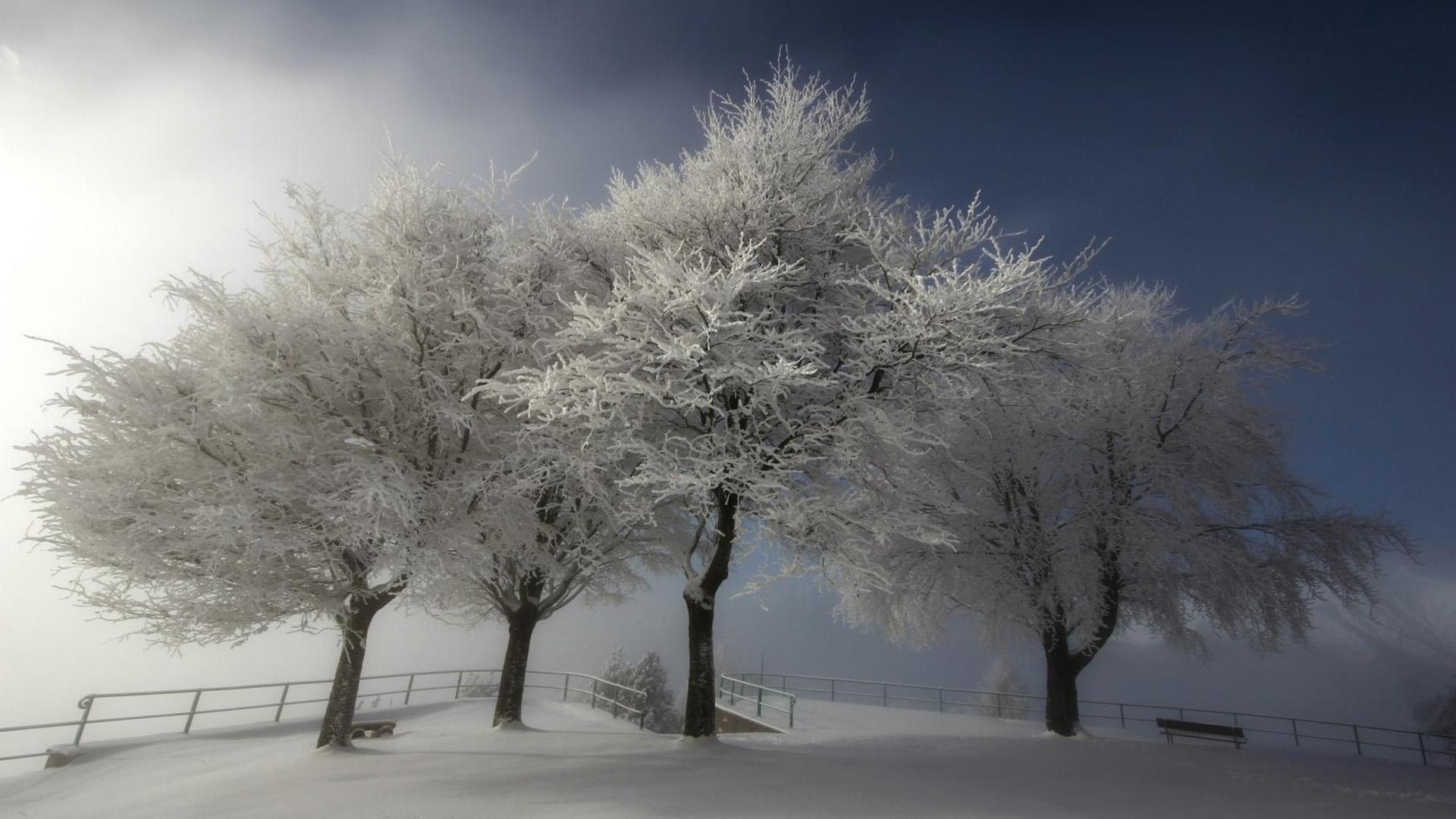 清新唯美的冬季雪景桌面壁纸6