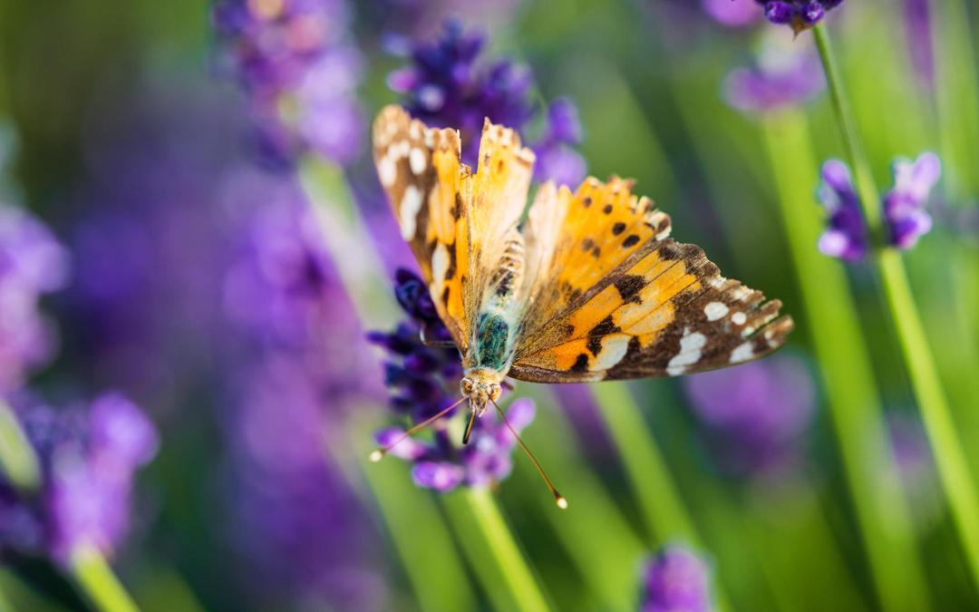 蝴蝶和蜜蜂高清图片动物壁纸