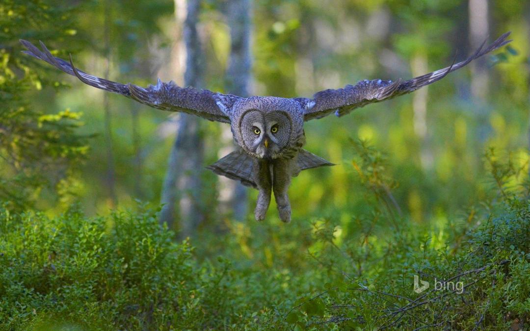 bing2014年8月高清桌面壁纸