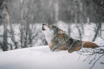 雪中的狼壁纸