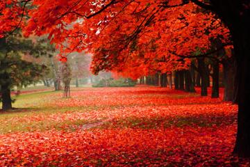 自然,公园,秋天,红色的叶子,秋天风景高清图片