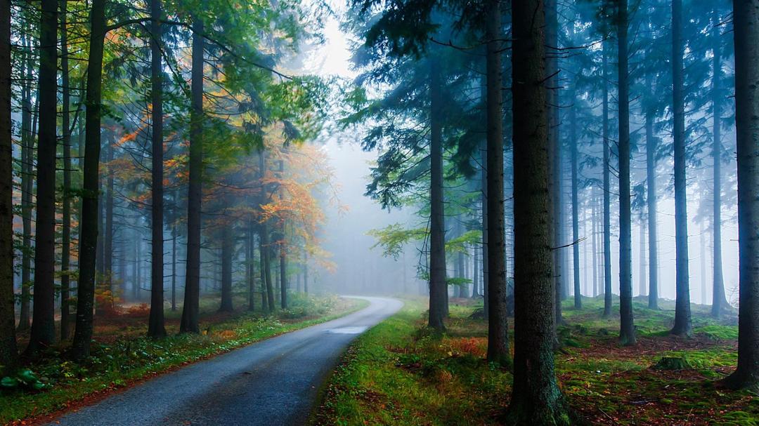 针叶林,云杉,公路,雾,美丽的自然风景壁纸