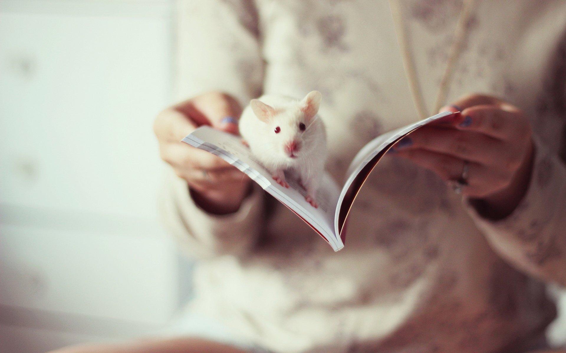 最萌的小白鼠可爱桌面壁纸高清图片2