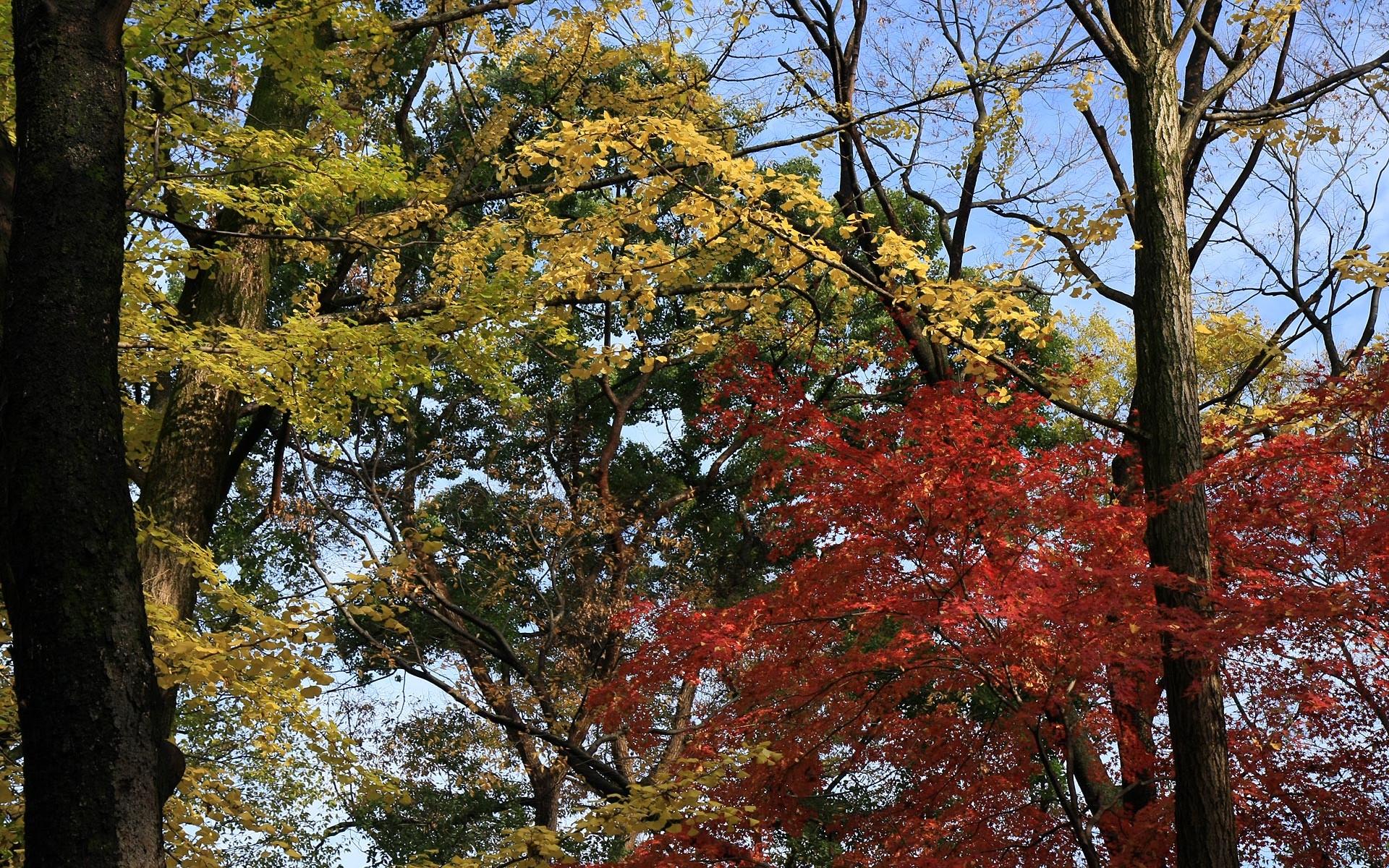 日本京都下鸭神社红叶壁纸5