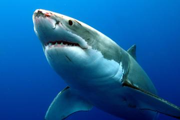 高清张大嘴巴的鲨鱼图片壁纸