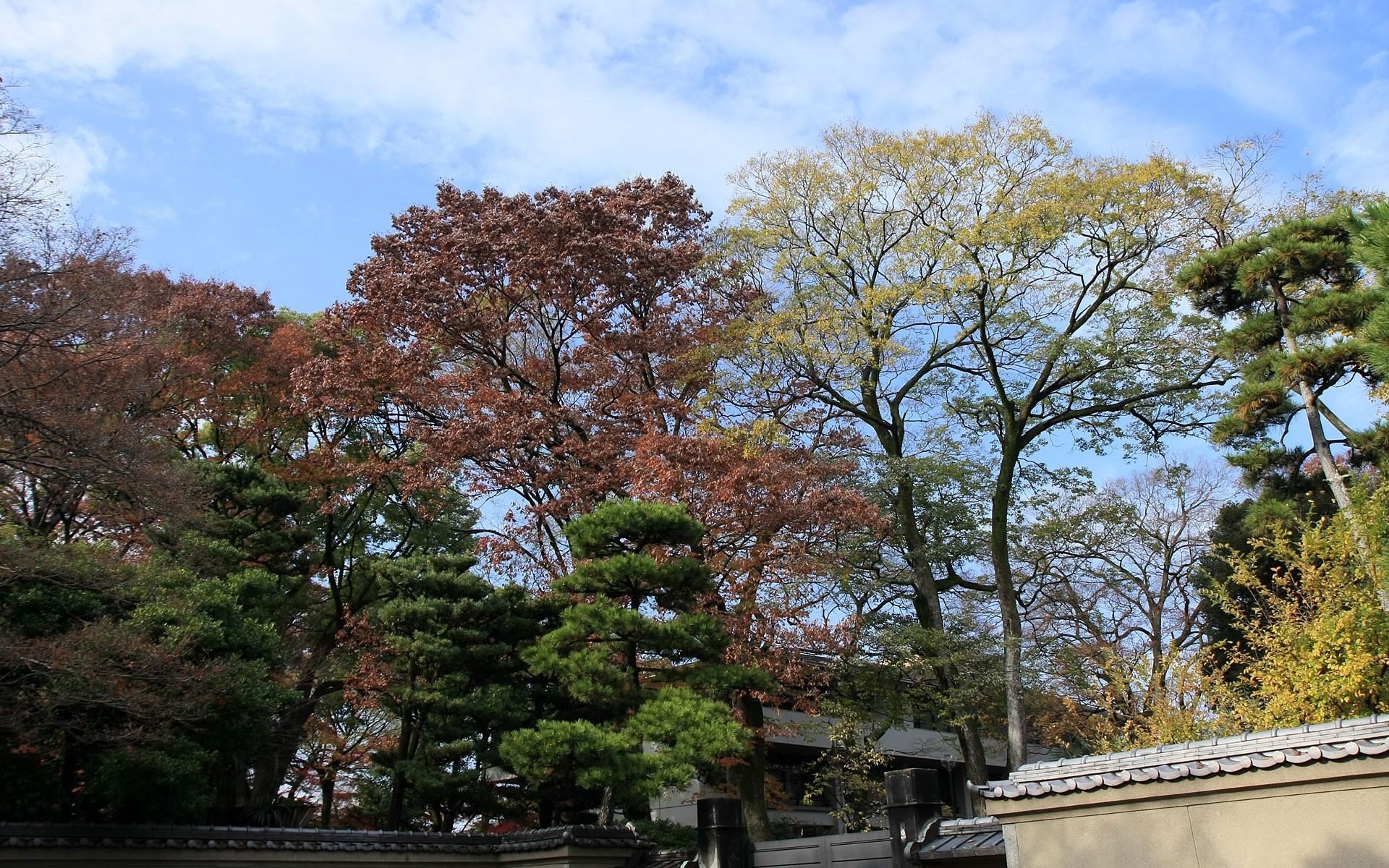 日本京都下鸭神社红叶壁纸15