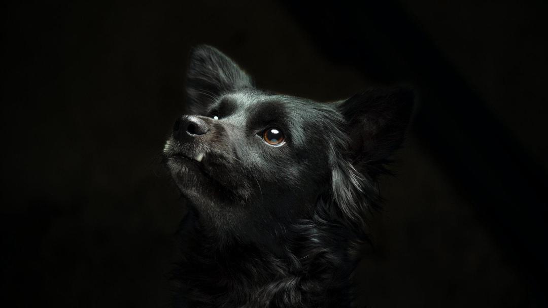 黑色狗狗图片壁纸