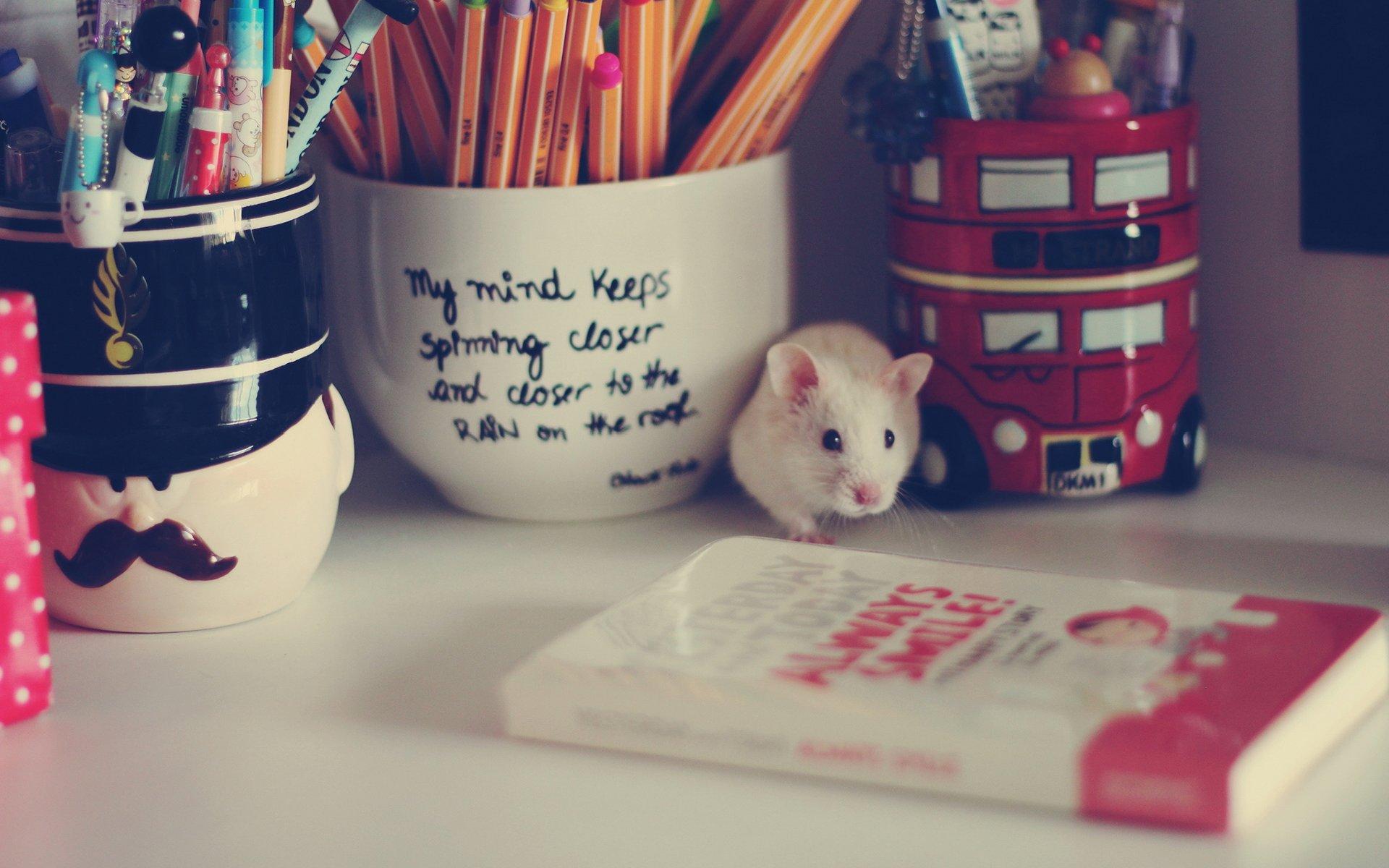 最萌的小白鼠可爱桌面壁纸高清图片4