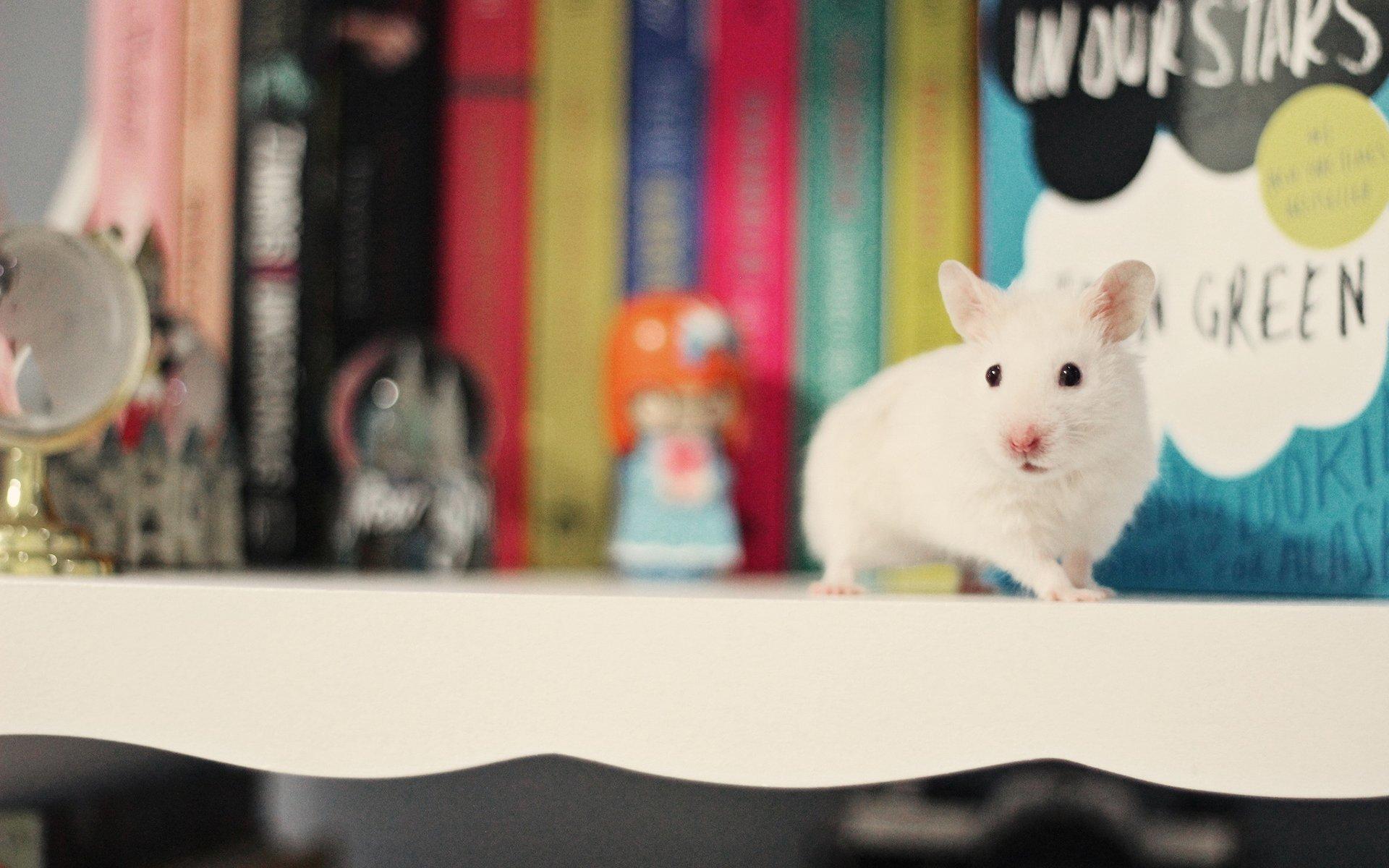 最萌的小白鼠可爱桌面壁纸高清图片5