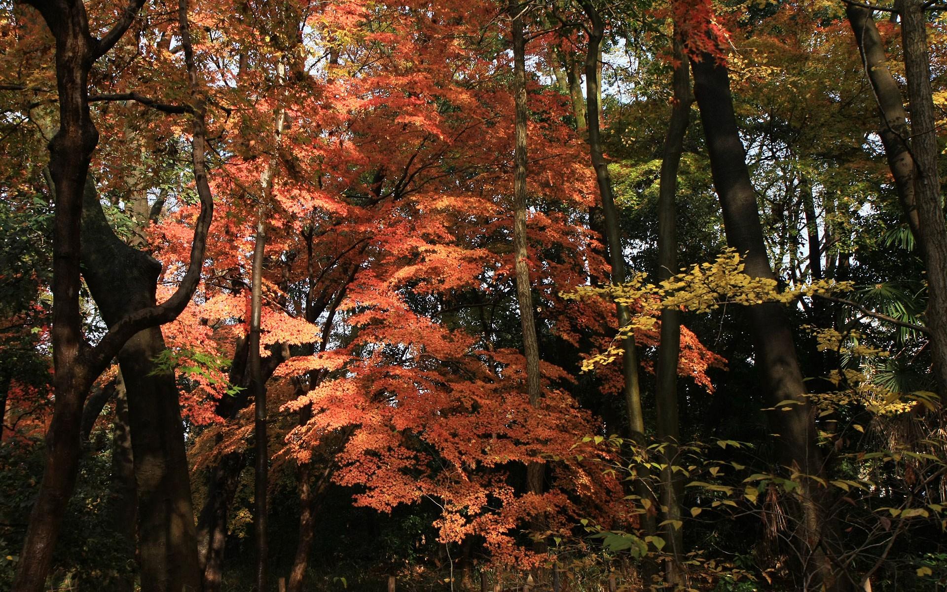 日本京都下鸭神社红叶壁纸19