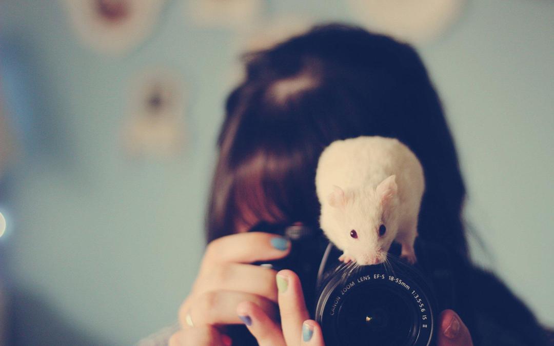 最萌的小白鼠可爱桌面壁纸高清图片