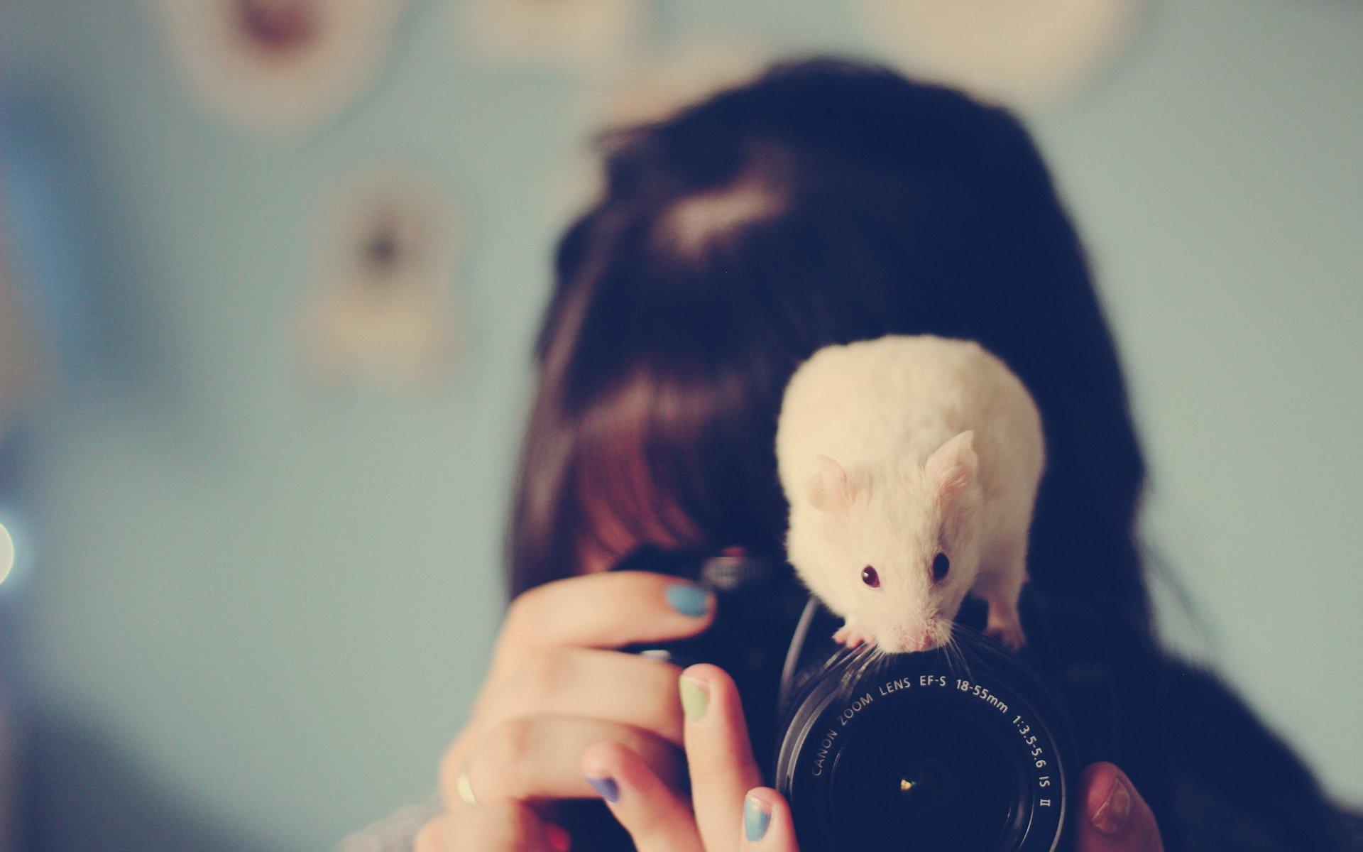 最萌的小白鼠可爱桌面壁纸高清图片3