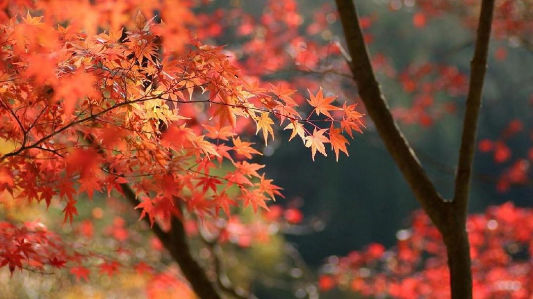 秋天火红枫叶桌面壁纸大全