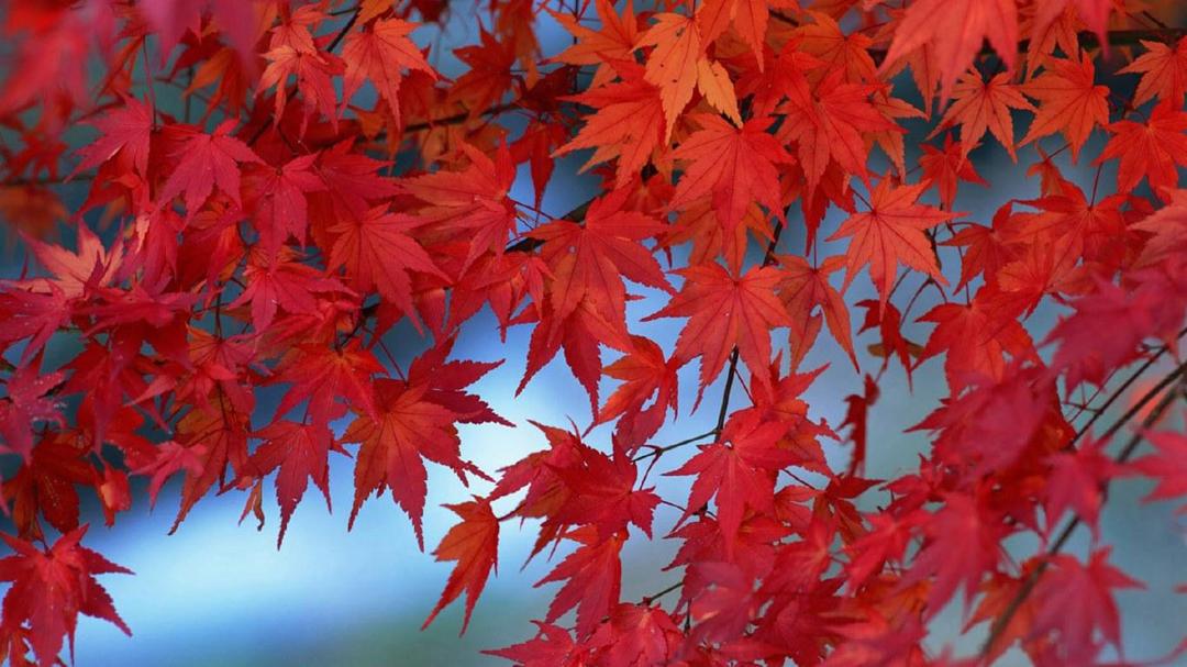 秋天火红枫叶桌面壁纸大全