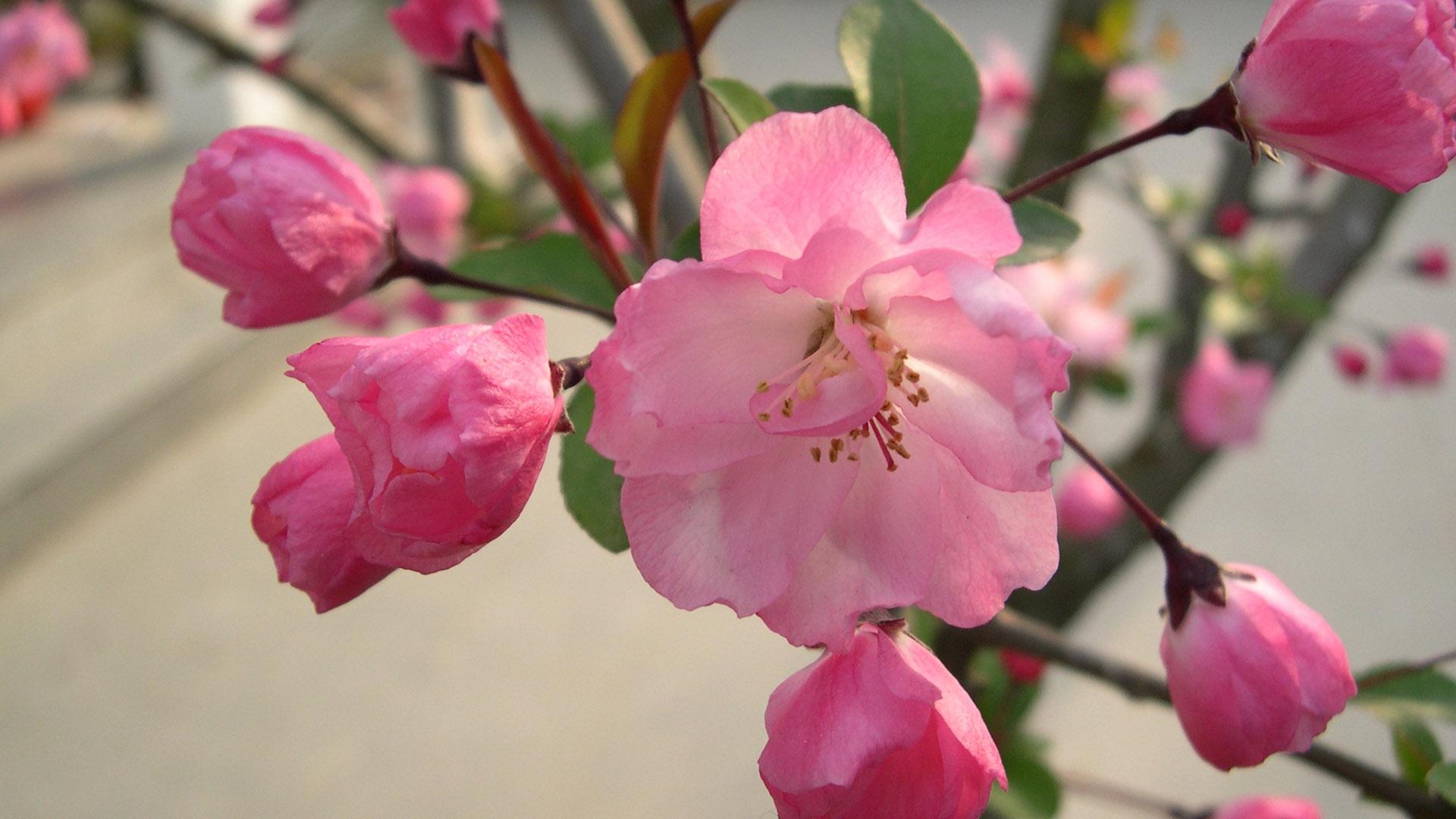 高清樱花宽屏桌面壁纸1