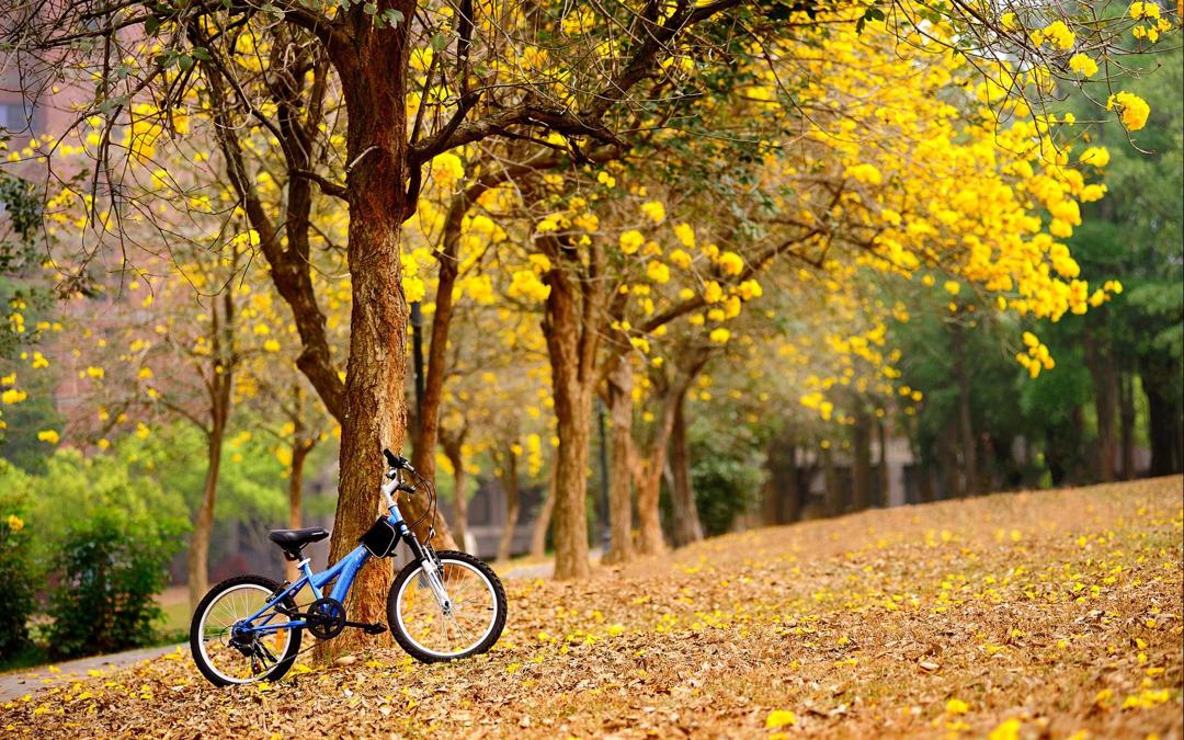 单车公园森林唯美壁纸桌面图片