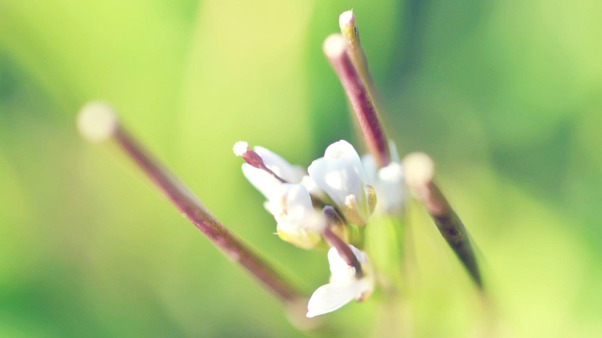 高清小清新花草桌面壁纸8