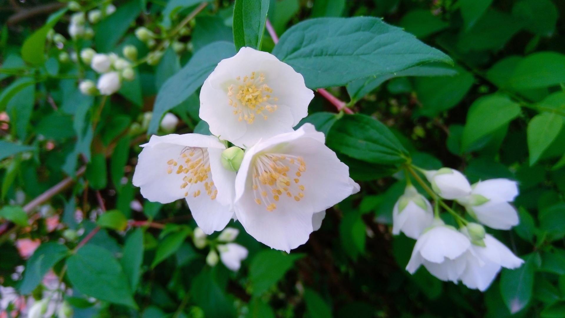 茉莉花图片电脑桌面壁纸6