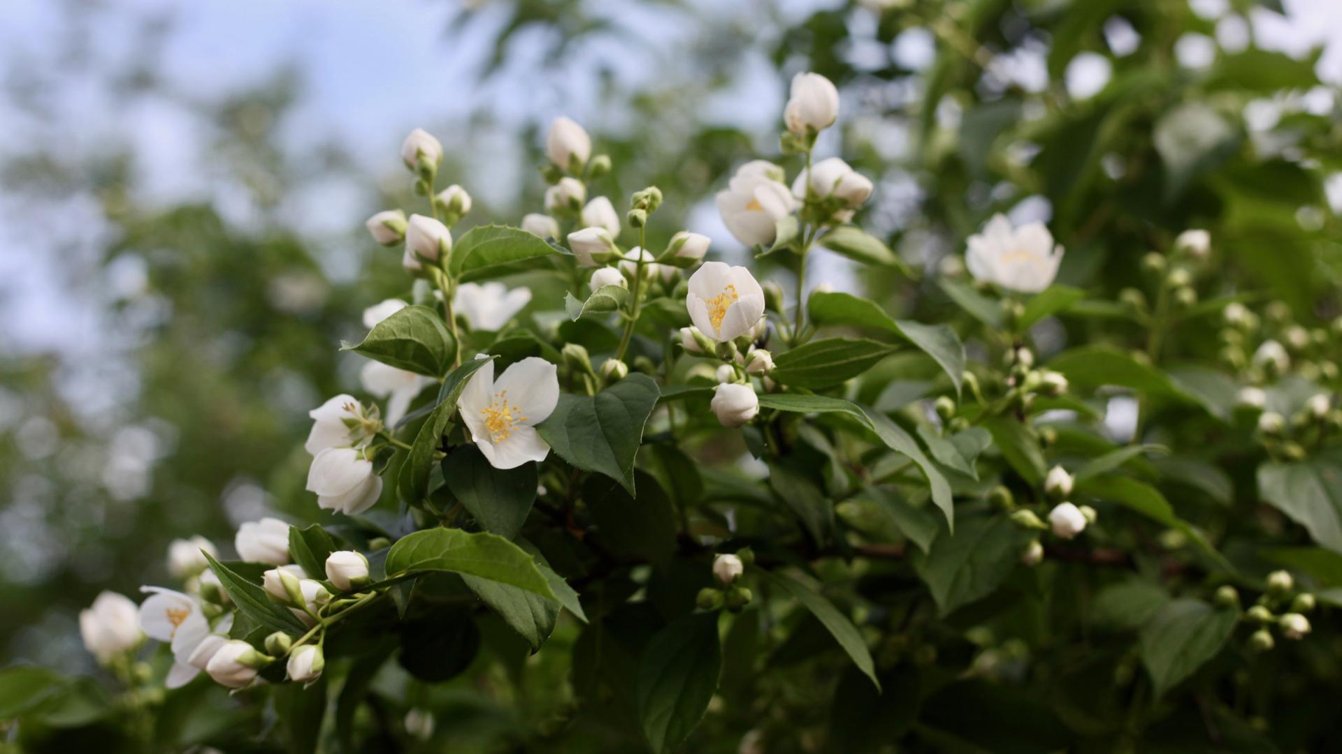 茉莉花图片电脑桌面壁纸3