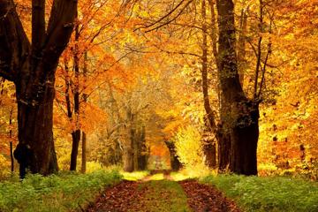 自然,森林,公园,树木,树叶,公路,落叶,安静美丽,秋天风景壁纸