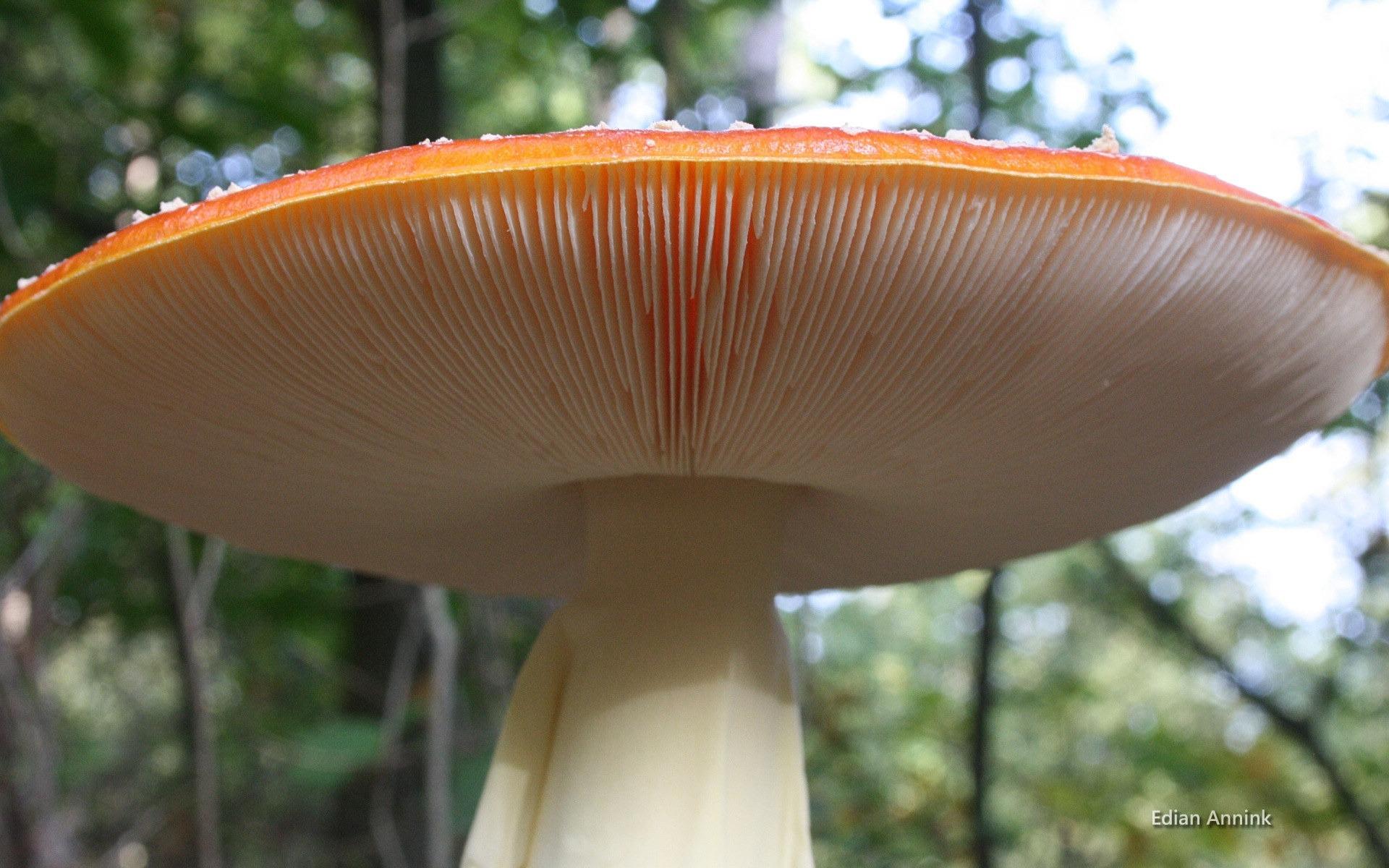 高清森林里的小蘑菇高清壁纸1