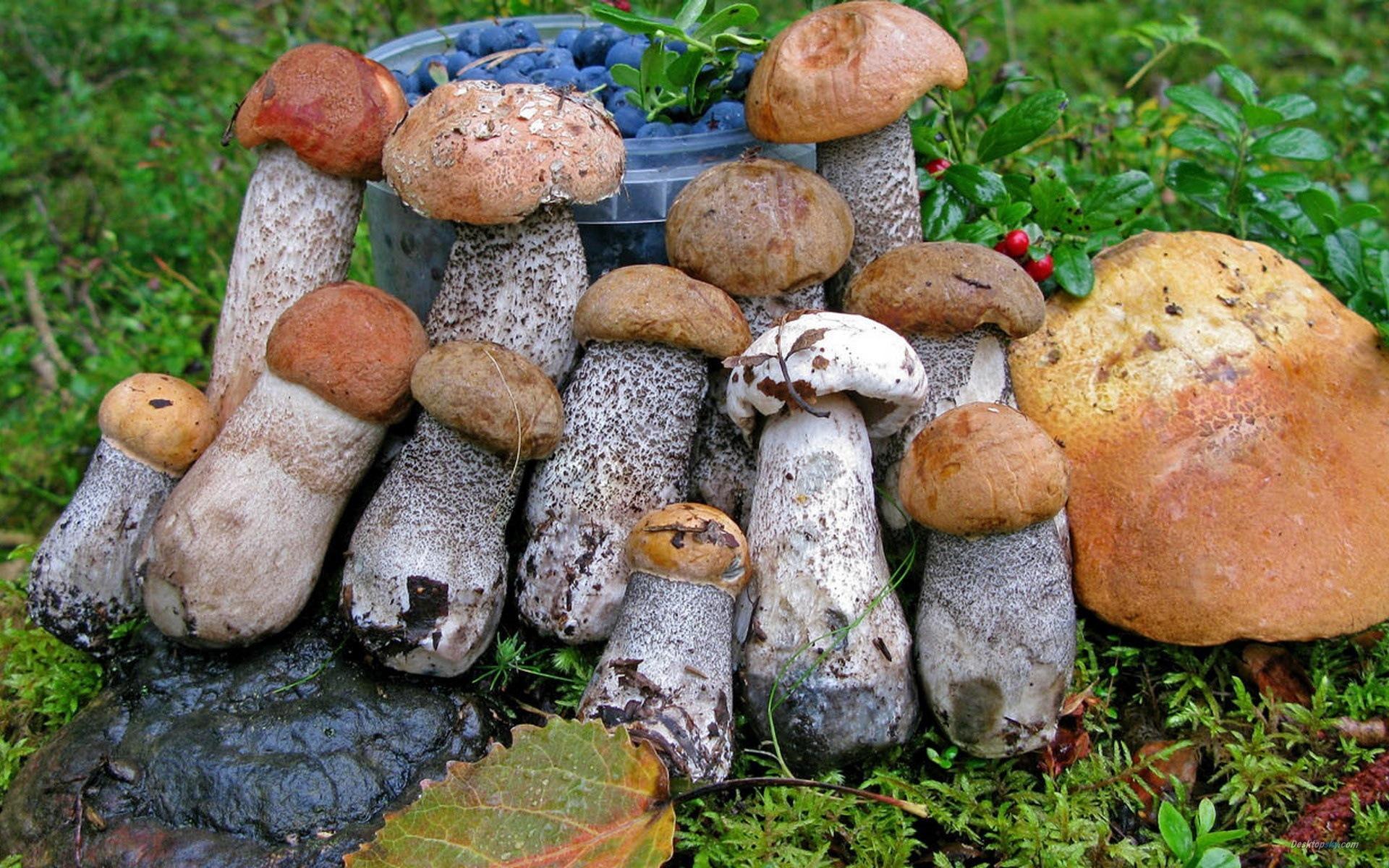 高清森林里的小蘑菇高清壁纸15